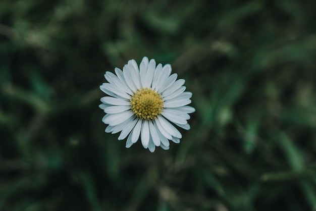 Een madeliefjebloem op groen gras als achtergrond bovenaanzicht zomer en lente achtergrond