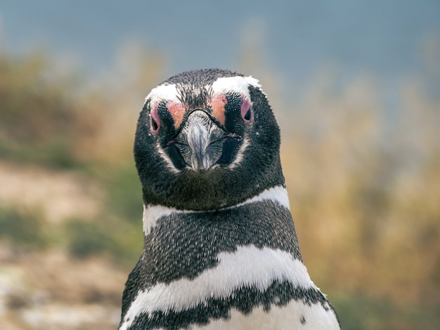 Een Magelhaense pinguïn op het schiereiland Valdes