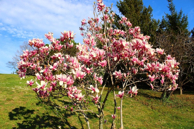 Een magnoliaboom in een tuin met een blauwe lucht erachter.