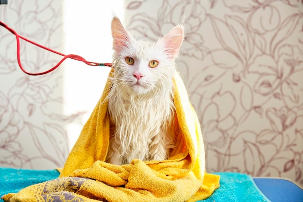 Een Maine Coon-kat zit op een trimtafel met natte vacht na het baden in een gele handdoek