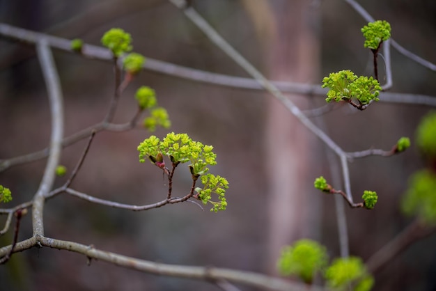 Een majestueuze esdoorn Acer Platanoides in volle bloei