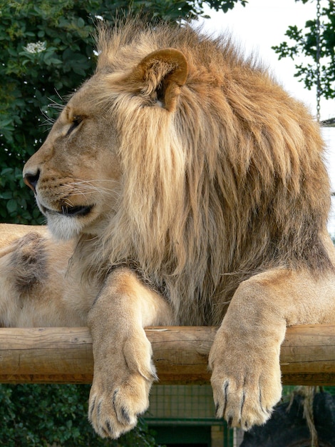 Foto een majestueuze leeuw zittend op een houten platform