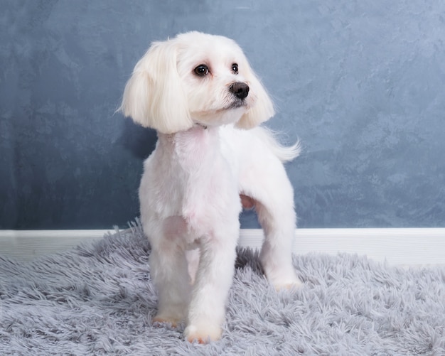 Een Maltese hond kijkt weg tegen een grijze muur op een mat