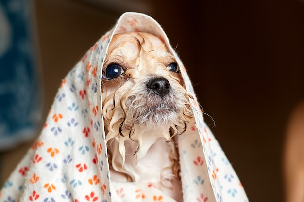 Een maltipoo-puppy na het baden in een handdoek op zijn hoofd