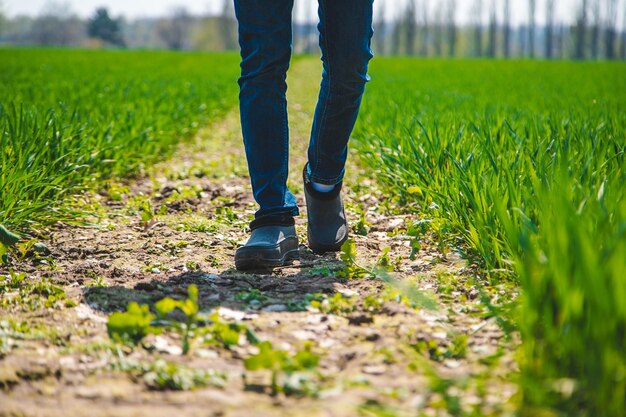 Een man-boer controleert hoe tarwe groeit in het veld Selectieve focus