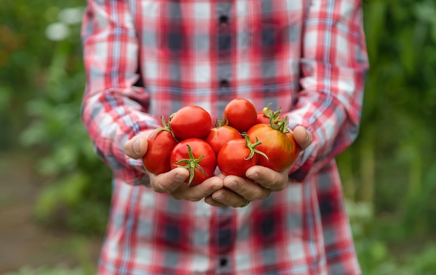 Een man-boer heeft een oogst van tomaten in zijn handen. Selectieve aandacht. natuur.