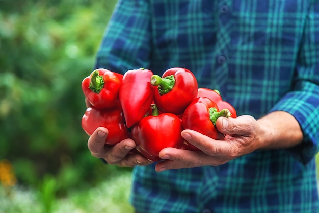 Een man boer houdt een oogst van paprika's in zijn handen. Selectieve aandacht. Voedsel.