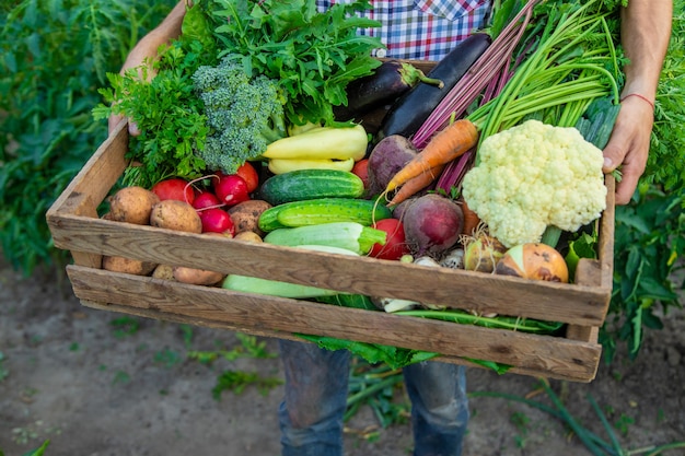 Een man-boer houdt groenten in zijn handen in de tuin. Selectieve aandacht. Eten.