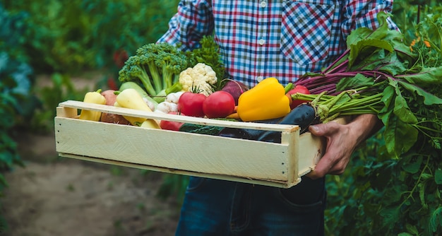 Een man-boer houdt groenten in zijn handen in de tuin. Selectieve aandacht. Eten.