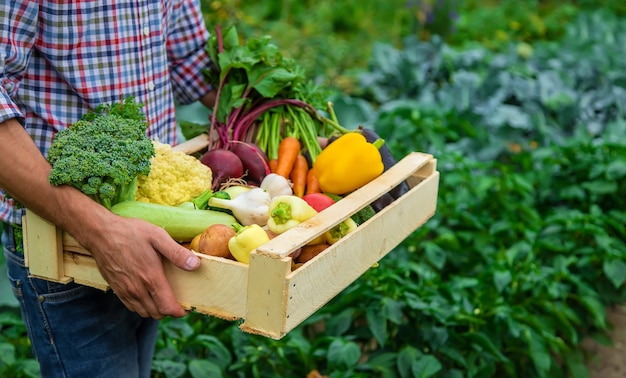 Een man-boer houdt groenten in zijn handen in de tuin. selectieve aandacht. eten.