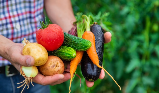 Een man-boer houdt groenten in zijn handen in de tuin. Selectieve aandacht.