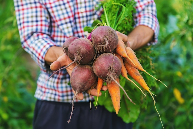 Een man-boer houdt wortelen en bieten in zijn handen. Selectieve aandacht.