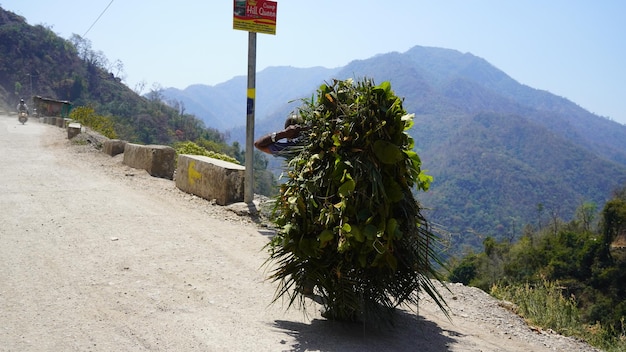 Foto een man die bomen takken op de berg draagt