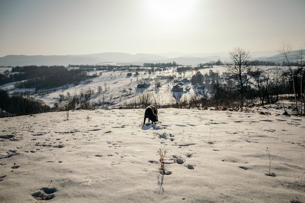 Een man die over een besneeuwd veld loopt