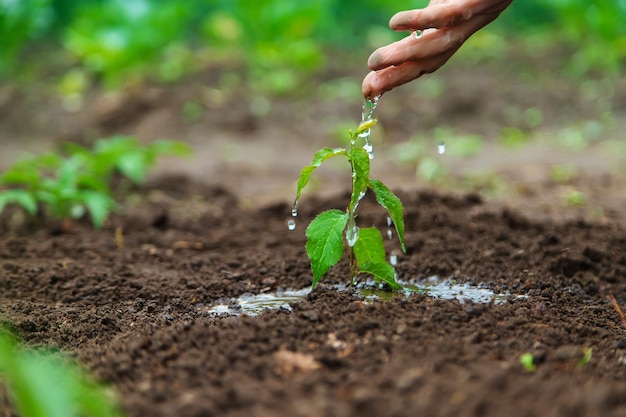 Een man geeft een plant in de tuin water Selectieve focus