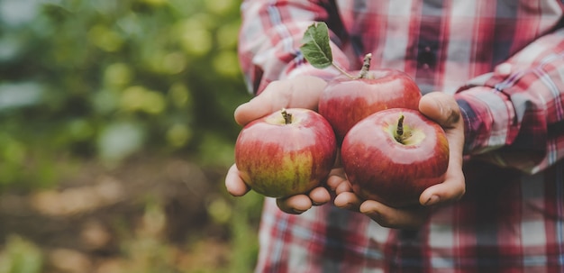 Een man heeft een oogst van appels in zijn handen.