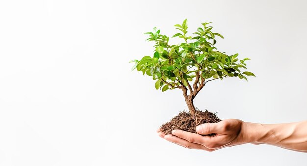 een man houdt een jonge boom in zijn handen