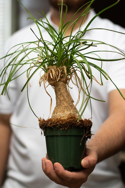 Een man houdt een potplant vast genaamd Beaucarnea Recurvata of paardenstaartpalm