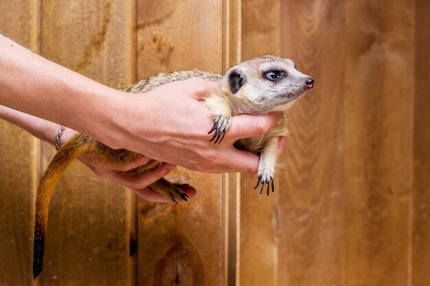 Een man houdt in de handen van een meerkat_