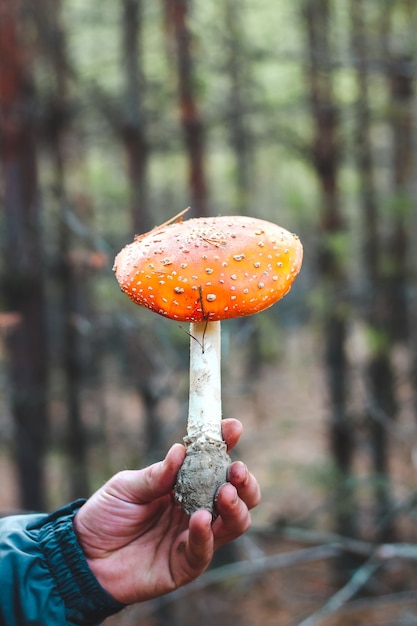 Een man houdt in zijn hand een giftige paddenstoel-amanita met een rode dop