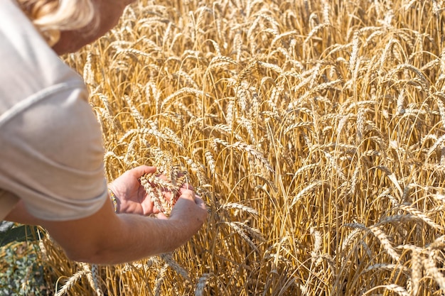 Een man houdt korenaren in zijn handen op een landbouwgebied Agronomie en graanteelt