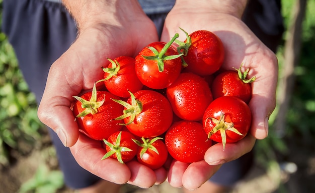 Een man houdt zelfgemaakte tomaten in zijn handen. selectieve aandacht.