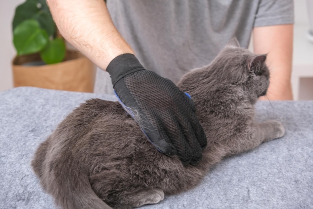 Een man kamt de vacht van de kat met een speciale handschoen en kam