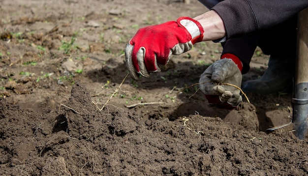 Een man kiest de wortels van onkruid in de tuin moestuin boerderij selectieve focus