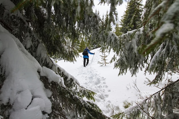 Een man klimt een platgetreden pad bergopwaarts, op de voorgrond overblijvende pijnbomen in de sneeuw