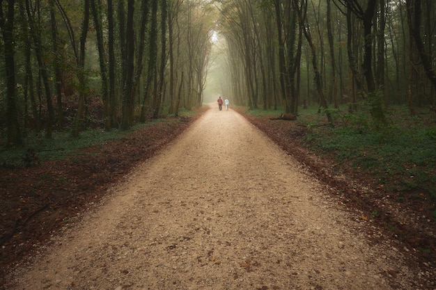 Foto een man loopt over een onverharde weg tussen hoge bomen en gras