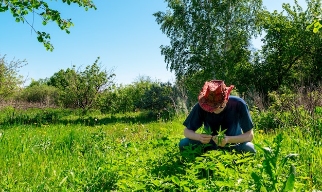 Een man met een cowboyhoed en een zwarte bril verzamelt marihuana-bladeren