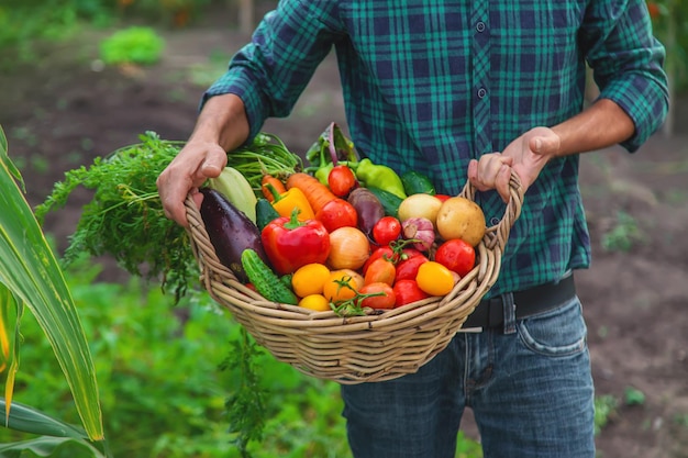 Een man met een oogst van groenten in de tuin Selectieve focus