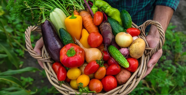 Een man met een oogst van groenten in de tuin Selectieve focus