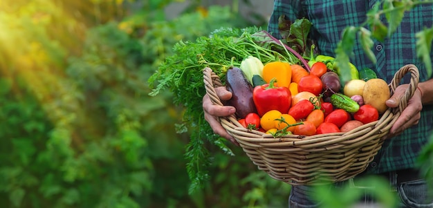 Een man met een oogst van groenten in de tuin Selectieve focus