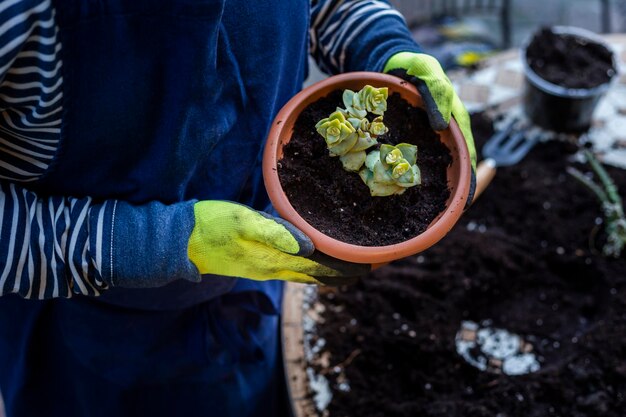 Een man met rubberen handschoenen kweekt thuis een plantje op tafel in de tuin