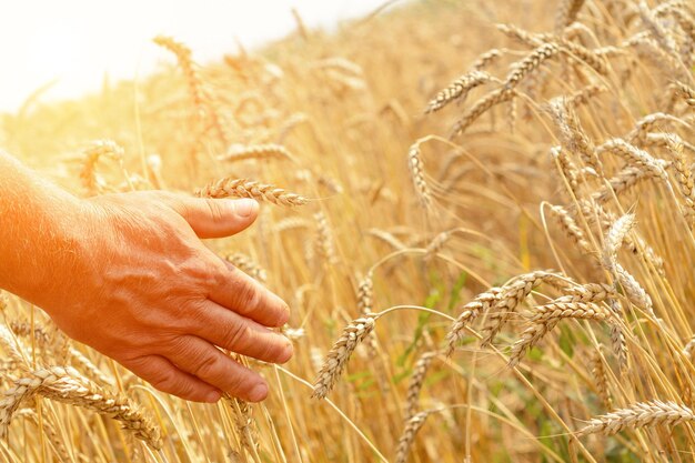 Foto een man met zijn rug naar de kijker in een tarweveld aangeraakt door de hand van spikes in het zonsonderganglicht het concept van landbouw rijke oogst concept