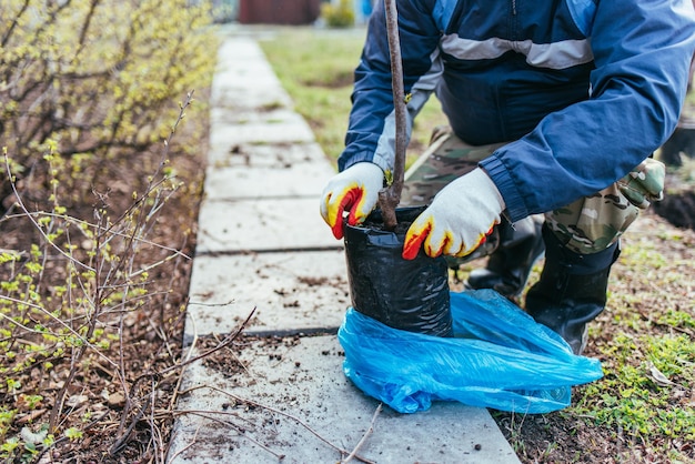 Een man plant een jonge fruitboom de boer pakt een nieuwe zaailing uit en stopt deze in de grond het concept van milieubescherming en ecologie