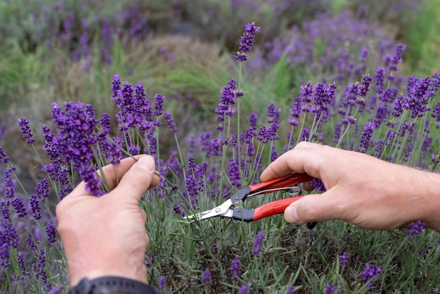 Een man snijdt bloeiende lavendel met een schaar op een plantage om boeketten te maken