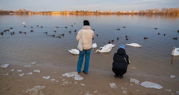 Een man staat bij een meer en voert zwanen en eenden