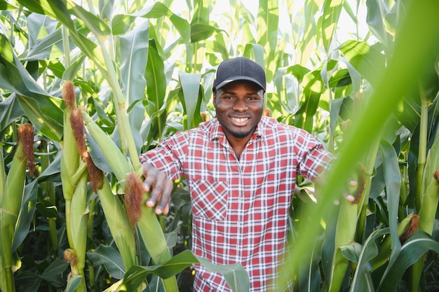 Een man staat in een maïsveld op een biologische boerderij