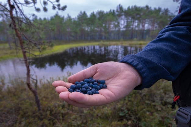 Een man verzamelt bosbessen in een moeras. Mannenhand met een handvol heerlijke bessen op de achtergrond van het bos en het meer