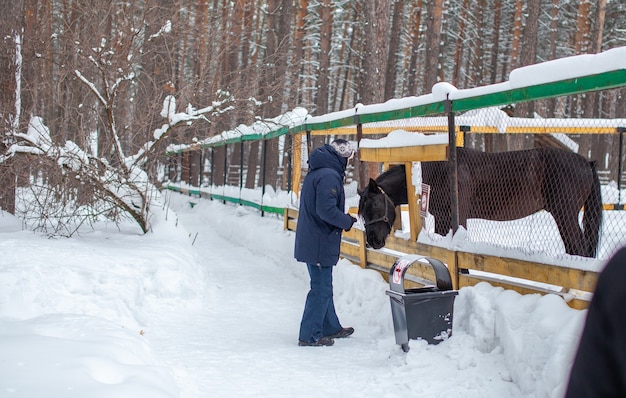 Een man voedt een paard in de dierentuin in de winter. het paard heeft zijn kop door de omheining gestoken en is aan het eten