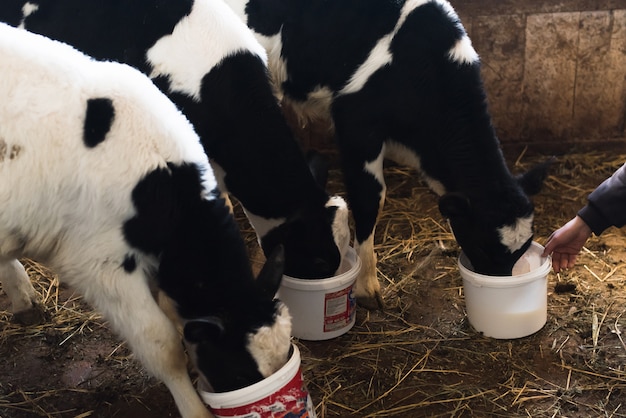 Een man voedt kalveren uit emmers met melk. Kleine koeien op de boerderij drinken melk.