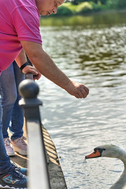 Een man voedt uit zijn handen een witte zwaan die in het water drijft