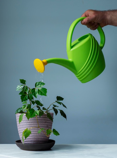 Een man water een huisplant uit een waterpot