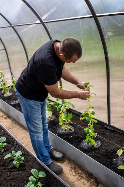 Een man werkt in een kas met groenten tuinieren en boeren