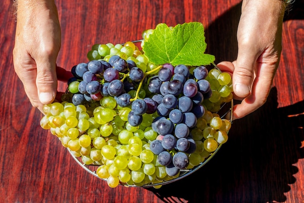 Een man zet een vaas met groene en blauwe druiven op het tafelblad. fruitoogst in de herfst