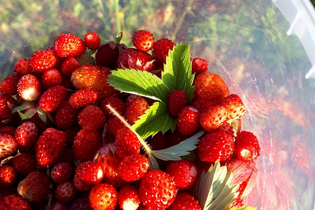 Een mand met rijpe aardbeien