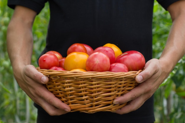 Een mand met tomaten