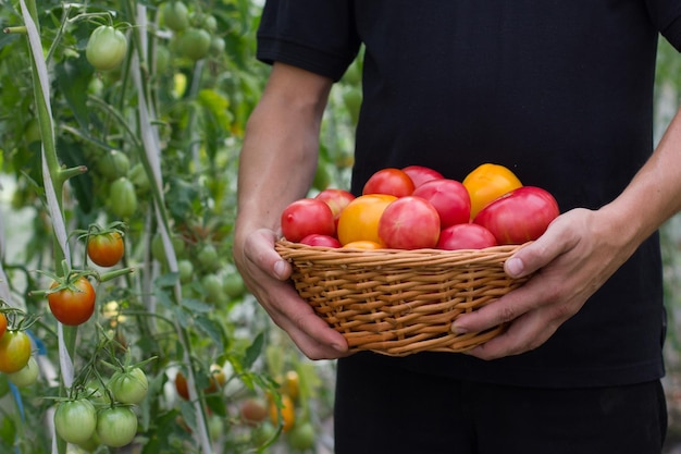 Een mand met tomaten